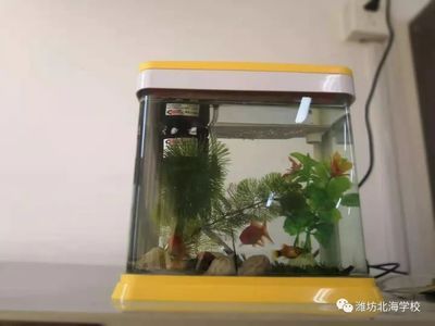 生態魚缸的科學原理：如何構建一個魚缸生態系統