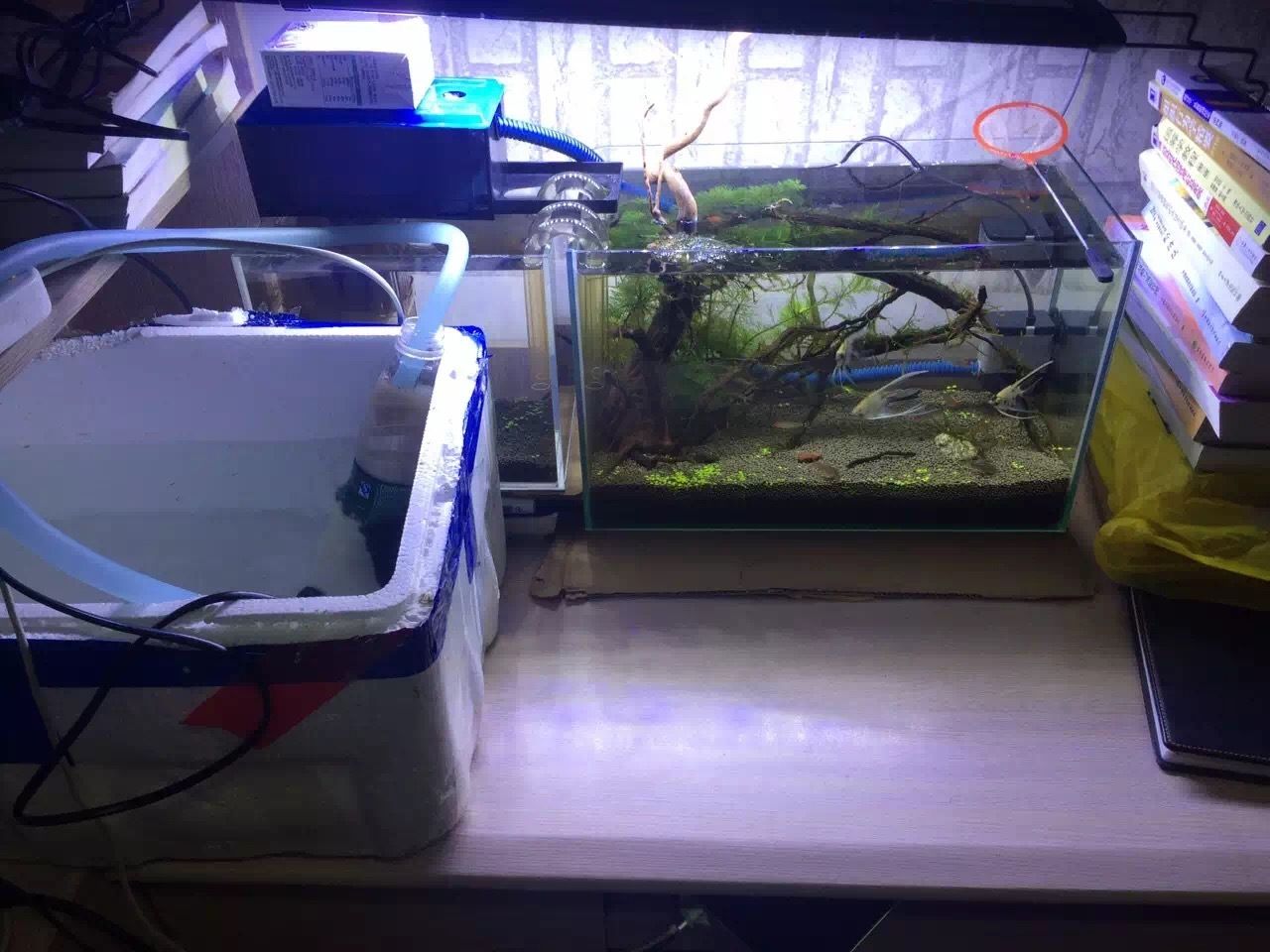 生態魚缸的科學原理：如何構建一個魚缸生態系統