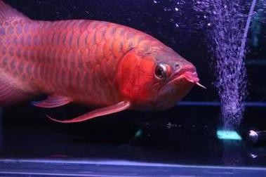 深海紅龍魚多久喂一次？