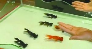 春晚魚缸魔術：春晚魔術師揭秘魚缸魔術