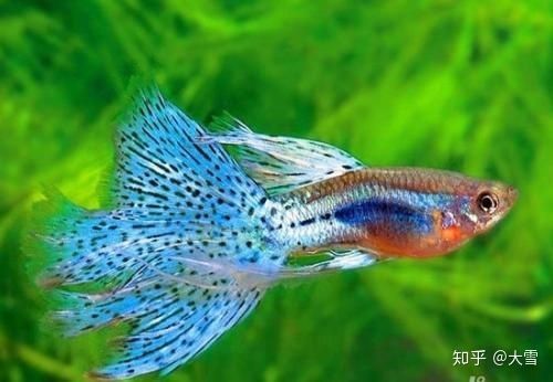 海乾水族魚缸怎么樣：快速訪問,不敢入坑海缸,先到水族店欣賞吧,這口魚缸價值不菲吧