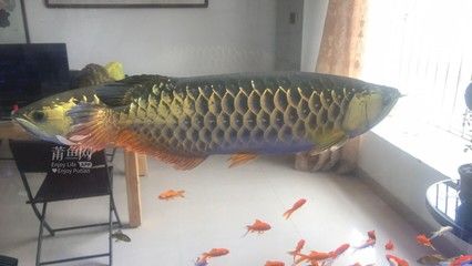 金龍魚老是浮在水面是怎么回事？：金龍魚老是浮在水面可能是由于多種原因導致的