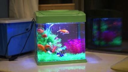 海星魚缸和森森魚缸哪個(gè)好養(yǎng)，森森魚缸的性價(jià)比和服務(wù)承諾：森森魚缸怎么樣