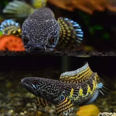 鄭州市金水區格拉斯水族陳砦花卉鄭汴路店