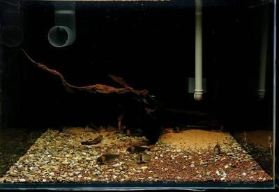 魚(yú)缸鼠魚(yú)養(yǎng)幾條合適：關(guān)于魚(yú)缸鼠魚(yú)養(yǎng)幾條合適，以下是詳細(xì)的解答