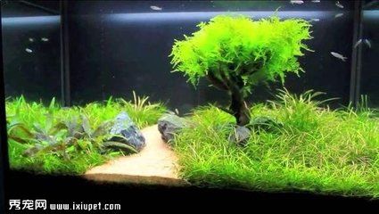 觀賞魚缸水草布景（觀賞魚缸水草布景的技巧和方法） 觀賞魚缸水草布景（觀賞魚缸水草布景的技巧和方法） 魚缸百科 第1張