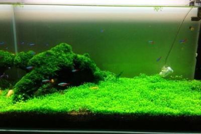觀賞魚缸水草布景（觀賞魚缸水草布景的技巧和方法） 觀賞魚缸水草布景（觀賞魚缸水草布景的技巧和方法） 魚缸百科 第3張