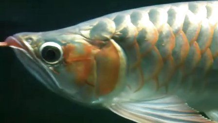 龍魚斷須對健康的影響：關于龍魚斷須的問題