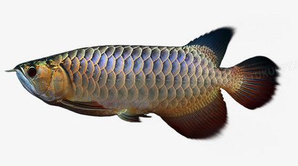 龍魚斷須對健康的影響：關于龍魚斷須的問題