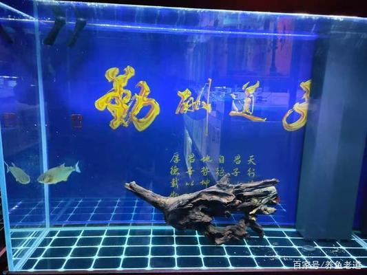 精河縣城鎮一博漁具店