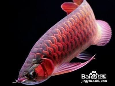 龍魚趴缸怎樣治療：龍魚趴缸如何調節光照龍魚水質穩定的具體措施