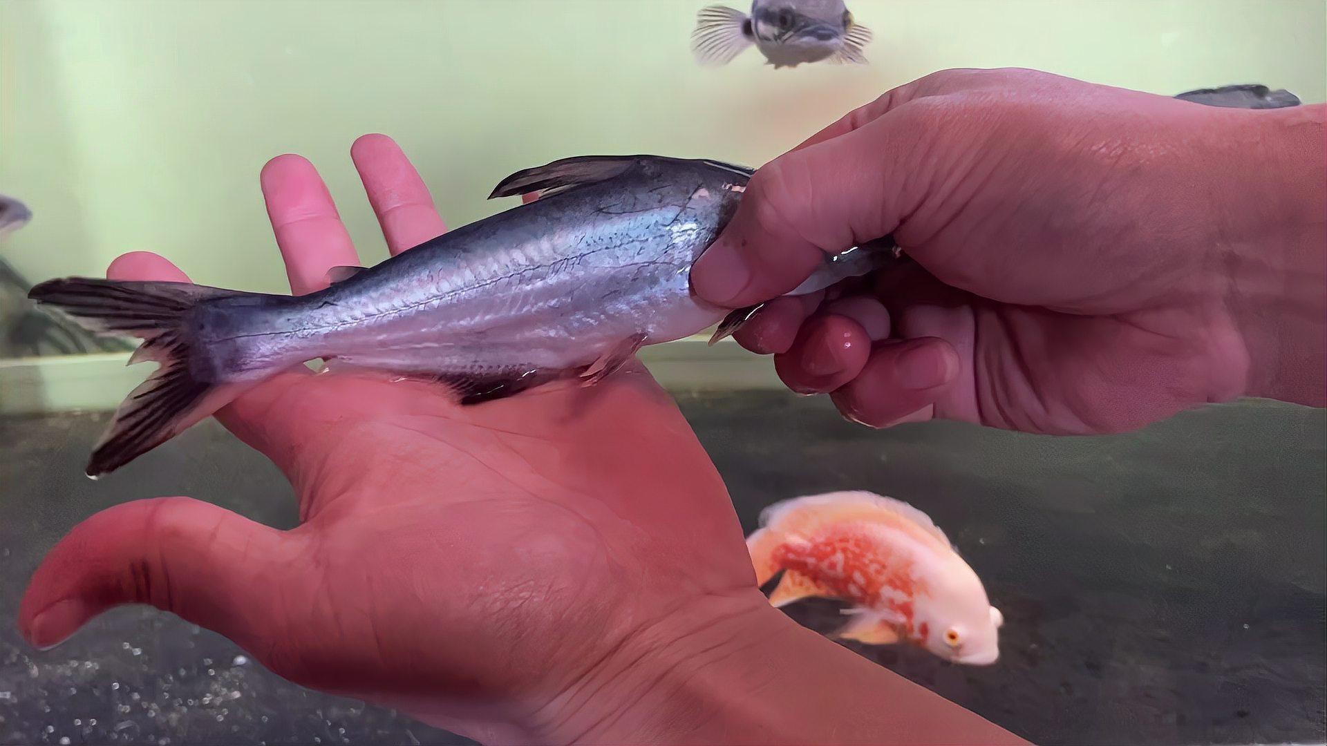 白鯊可以和龍魚(yú)混養(yǎng)