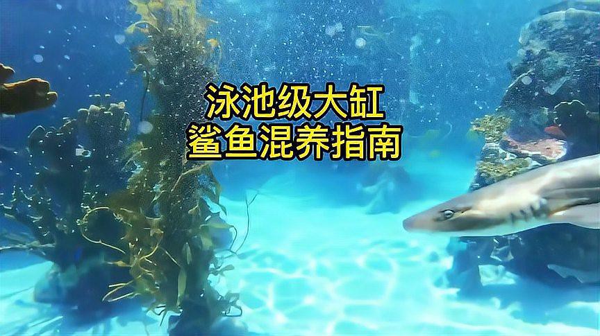 白鯊可以和龍魚(yú)混養(yǎng)