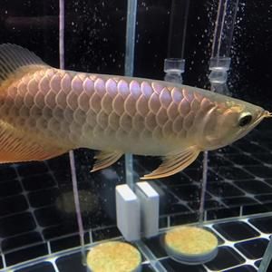 龍魚怎么困水：龍魚困水是為了去除自來水中殘留的氯氣使水體更適合龍魚生活