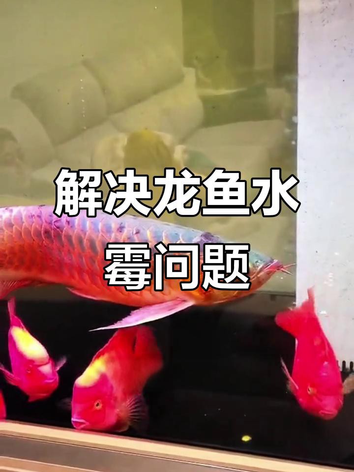 如何預防龍魚真菌病復發？