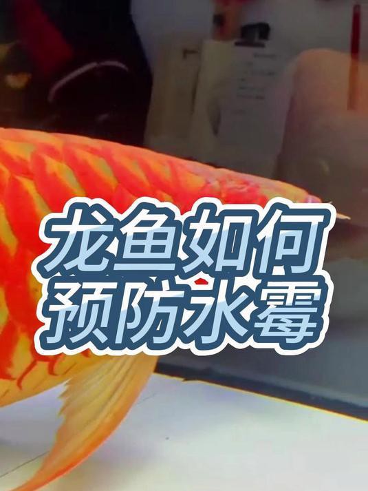 如何預防龍魚真菌病復發？