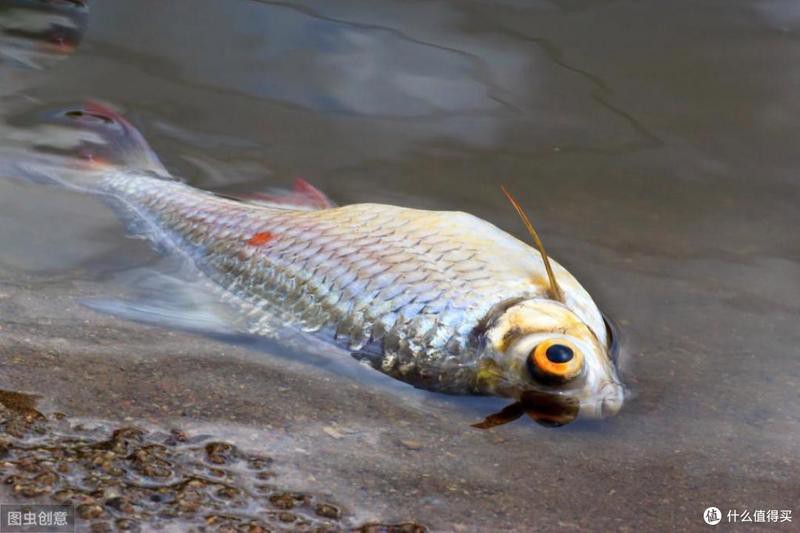 如何預防龍魚真菌病復發？