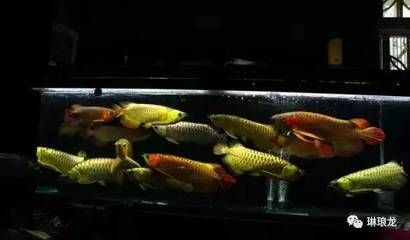 魚缸廠家電話多少，小魚魚缸廠家電話多少處理好：小魚魚缸換水技巧