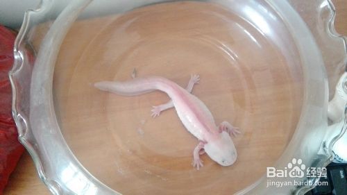 六角恐龍魚缸里可以放什么，六角恐龍魚缸布置注意事項(xiàng),六角恐龍魚缸尺寸選擇指南