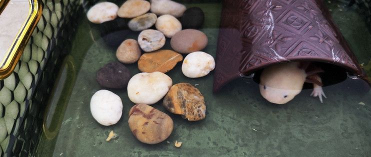 六角恐龍魚缸里可以放什么，六角恐龍魚缸布置注意事項(xiàng),六角恐龍魚缸尺寸選擇指南