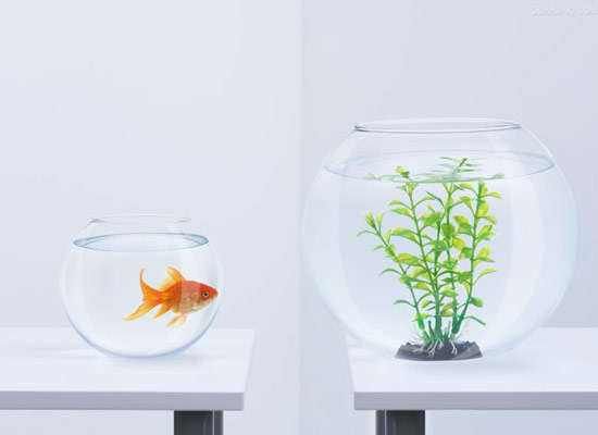 魚缸里的魚故事：觀察魚缸中的魚兒，揭示了它們的生活習性和行為模式