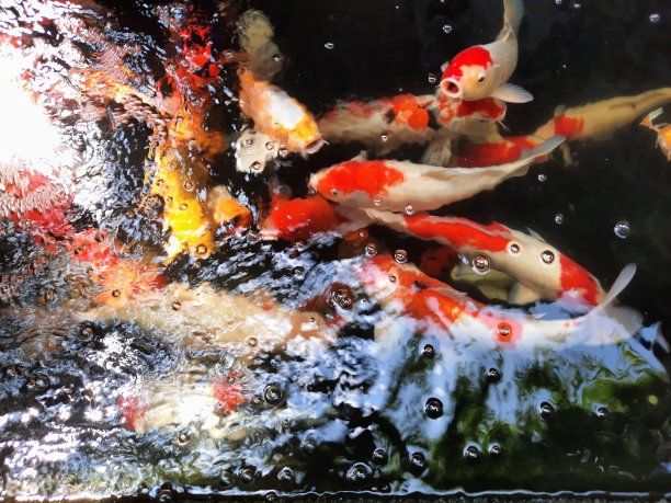 水墨字魚缸背景圖：水墨字魚缸背景圖詳情