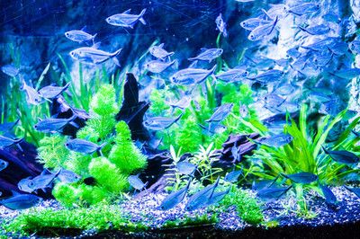 水墨字魚缸背景圖：水墨字魚缸背景圖詳情