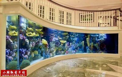 富豪家的魚缸怎么樣(比爾·蓋茨的私人魚缸揭秘) 魚缸百科 第3張 富豪家的魚缸怎么樣(比爾·蓋茨的私人魚缸揭秘) 富豪家的魚缸怎么樣(比爾·蓋茨的私人魚缸揭秘) 魚缸百科 第3張