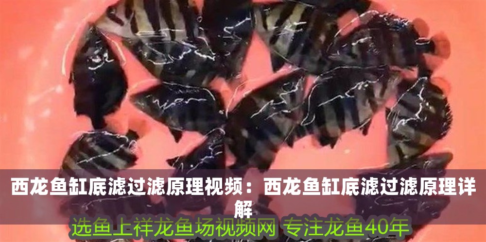 西龍魚缸底濾過濾原理視頻：西龍魚缸底濾過濾原理詳解