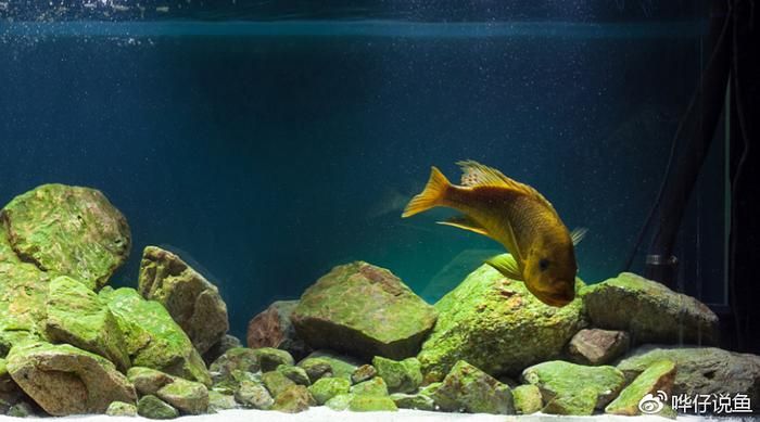 龍魚魚缸推薦品種：適合飼養(yǎng)的龍魚魚缸品牌以及適合飼養(yǎng)的龍魚品種詳情