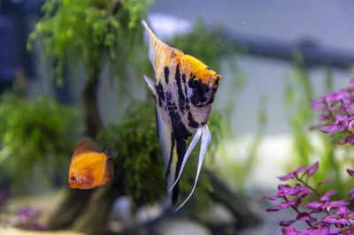 龍魚魚缸推薦品種：適合飼養(yǎng)的龍魚魚缸品牌以及適合飼養(yǎng)的龍魚品種詳情