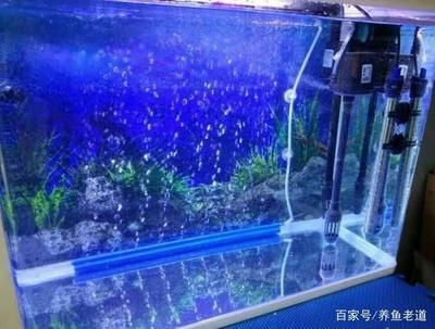 魚缸過濾系統的優化策略魚缸過濾系統的優化策略魚缸過濾系統：魚缸水質管理的重要性