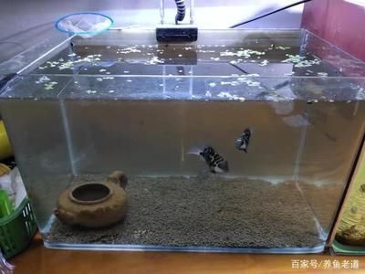 魚缸過濾系統的優化策略魚缸過濾系統的優化策略魚缸過濾系統：魚缸水質管理的重要性
