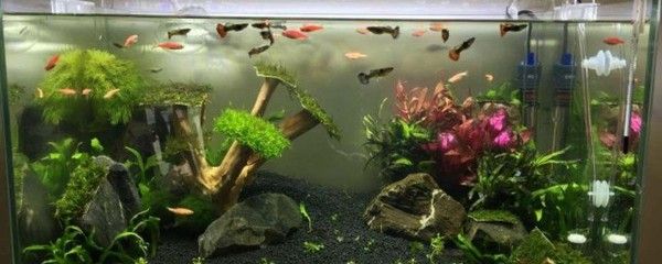 水族專用鹽的使用方法：探索水族專用鹽的秘密深入了解水族專用鹽的秘密深入了解