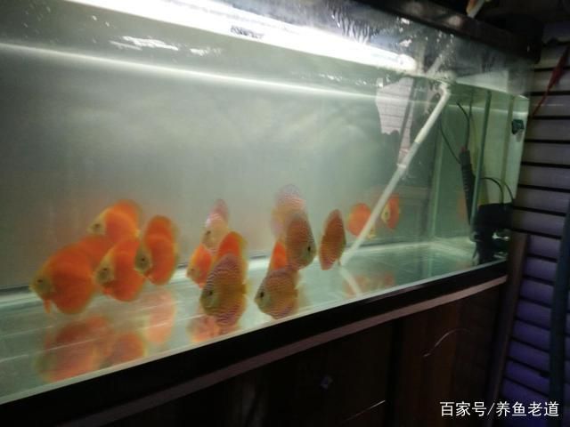 魚缸過濾系統選擇指南：如何選擇合適的魚缸過濾器