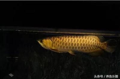 龍魚的糞便什么樣：龍魚的糞便怎么樣