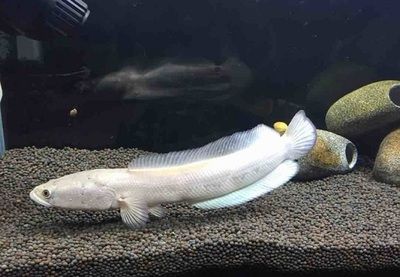 雷龍魚能吃飼料嗎：雷龍魚飼料與飼料對比雷龍魚飼料對比雷龍魚飼料對比