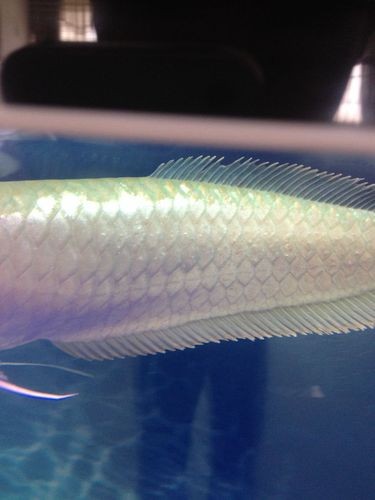 銀龍魚鱗片爛了怎么辦圖片