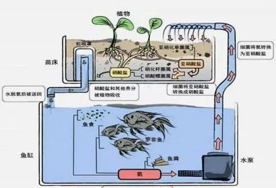 魚缸的水泵不工作原理：魚缸水泵不工作的原因及其解決方案