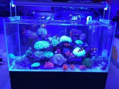 客廳什么地方放魚缸合適的，客廳魚缸風水布局技巧