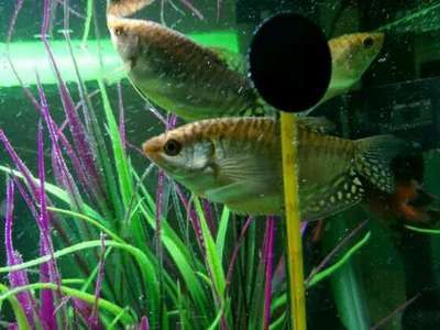 龍魚尾鰭上有黑色斑點（龍魚尾部出現黑色斑點是什么原因引起的？）