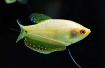 龍魚尾鰭上有黑色斑點（龍魚尾部出現黑色斑點是什么原因引起的？）