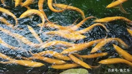 平果潘澤觀賞魚店