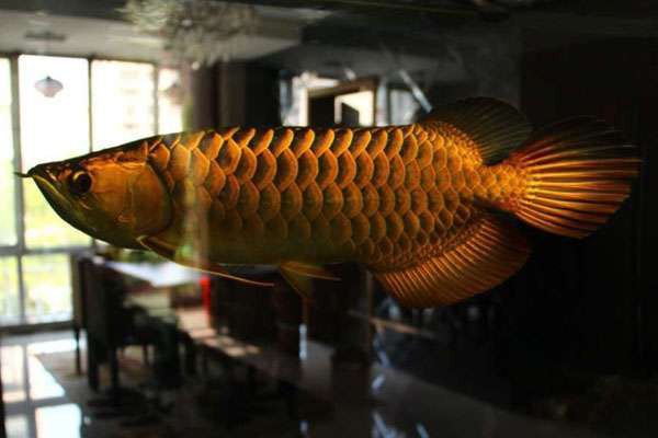 如何預防龍魚細菌性腸炎復發？