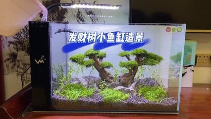 江森水族魚(yú)缸可以嗎：江森水族魚(yú)缸怎么樣