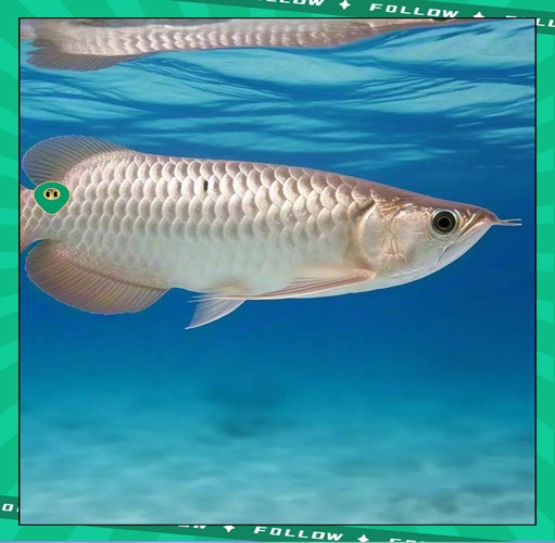 銀龍魚品種介紹圖片大全集