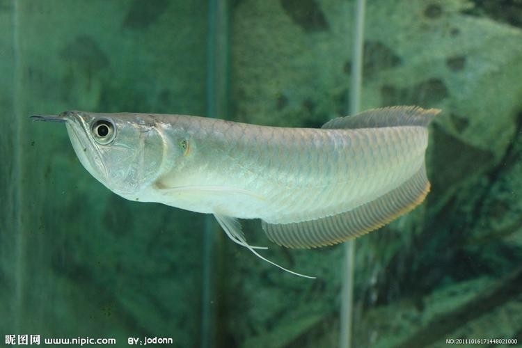 銀龍魚品種介紹圖片大全集
