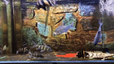 江南花鳥(niǎo)市里就有幾家水族館，坐1或2路到客運(yùn)站下車(chē)：江南花鳥(niǎo)市里就有幾家水族館