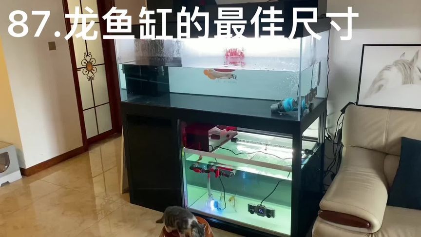 龍魚(yú)缸多大尺寸好（龍魚(yú)缸多大尺寸好，）