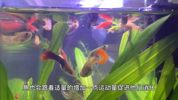 小型魚缸多少錢一個，亞克力魚缸的優點和缺點